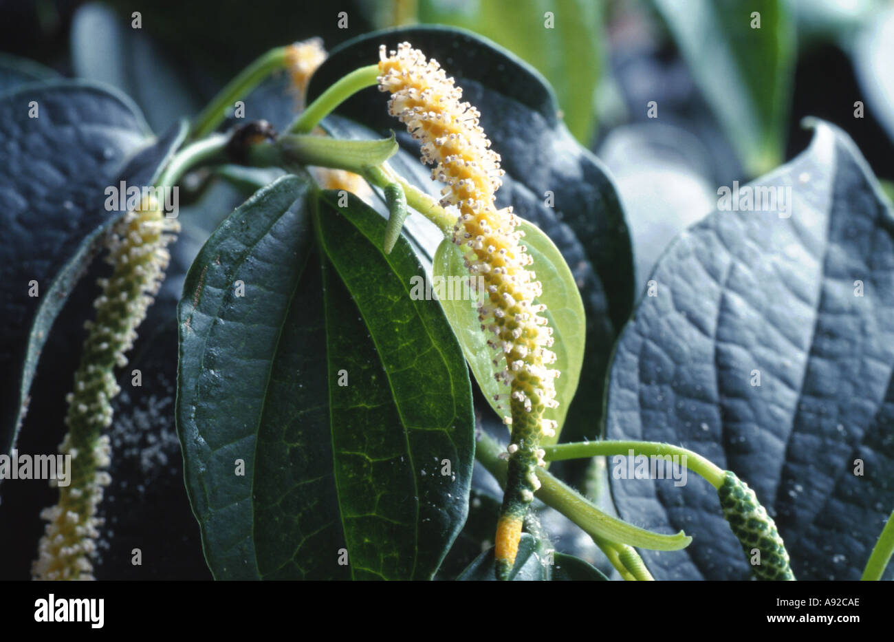 Black pepper piper nigrum plant hi-res stock photography and images - Alamy