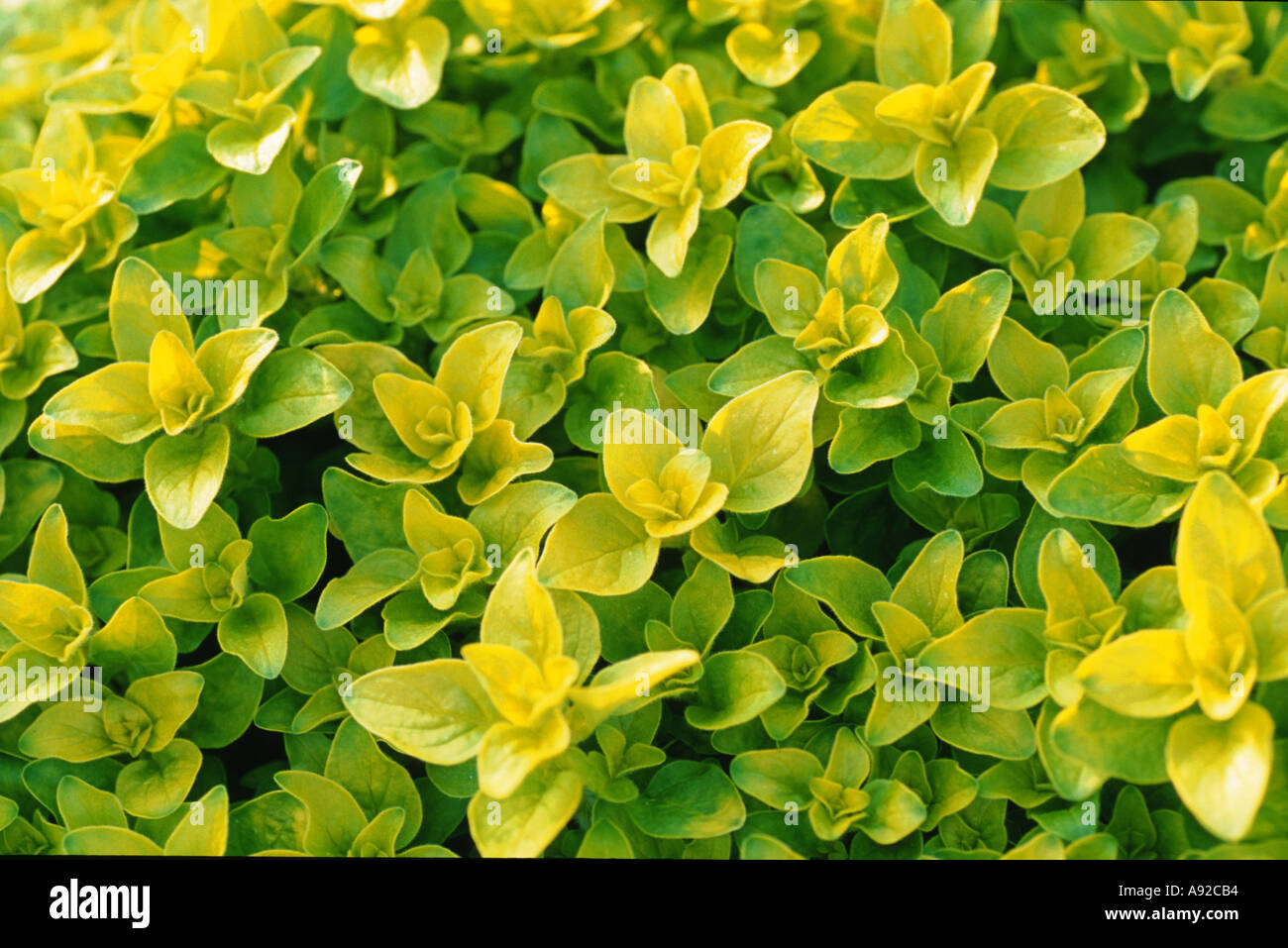 Medicinal plant herb spice Oreganum Stock Photo
