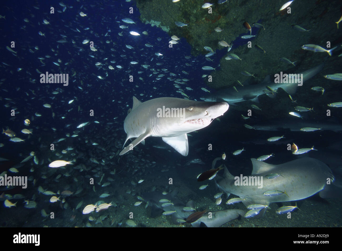 Sand Tiger Sharks Stock Photo - Alamy