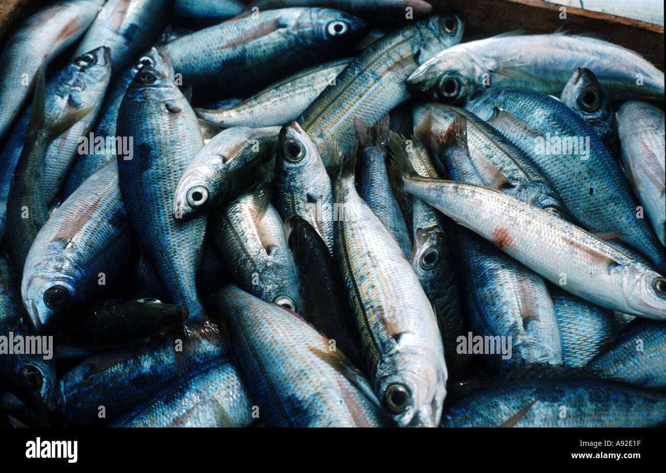 Food fish sardines Stock Photo - Alamy
