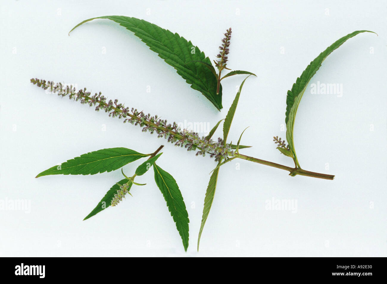 Medicinal plant Mintbalm Chinesischer Gewuerzstrauch Elsholtzia stauntonii Stock Photo