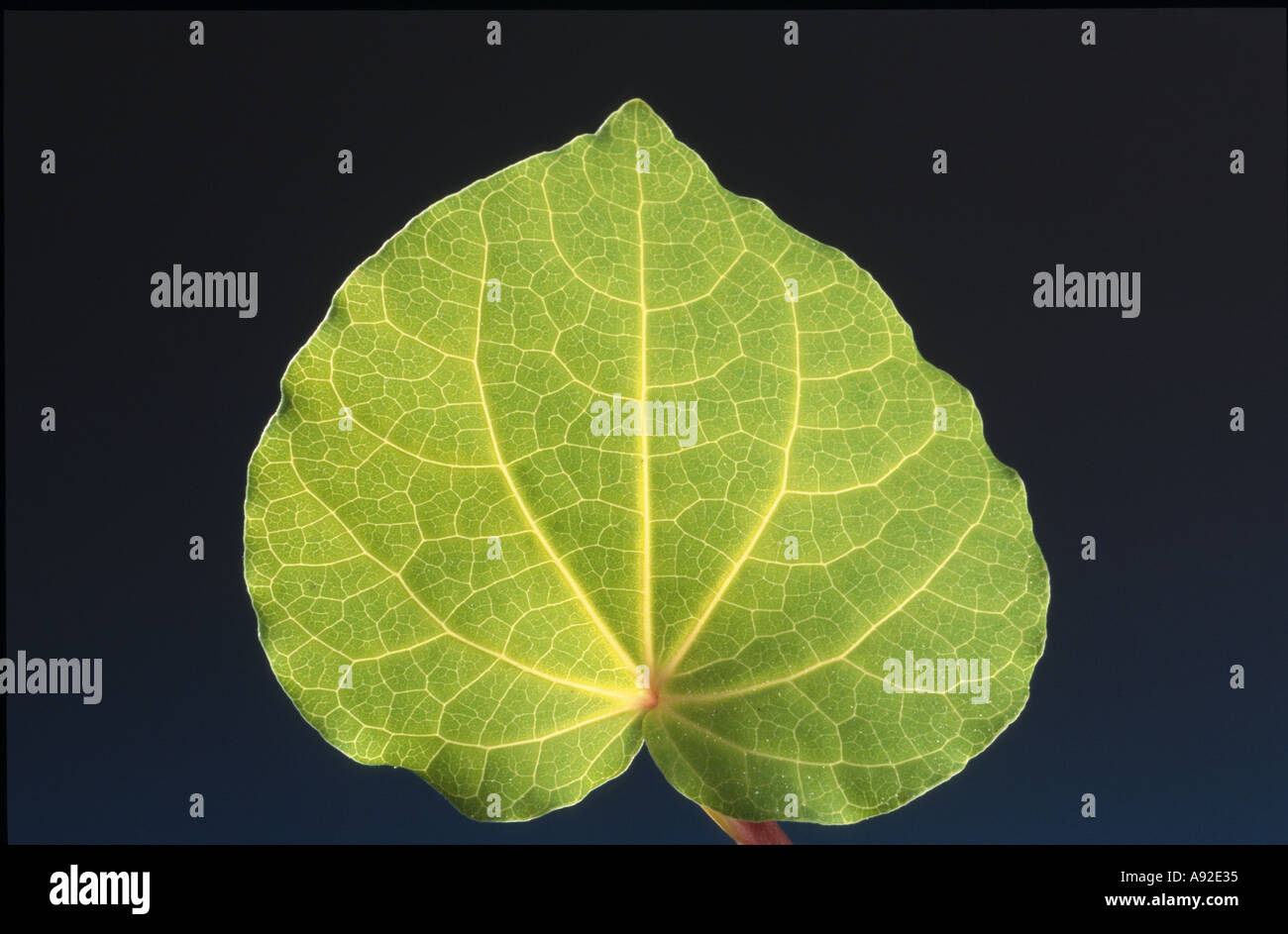 Kawa Kawa Piper methysticum Kava Kava Rauschpfeffer Medicinal plant