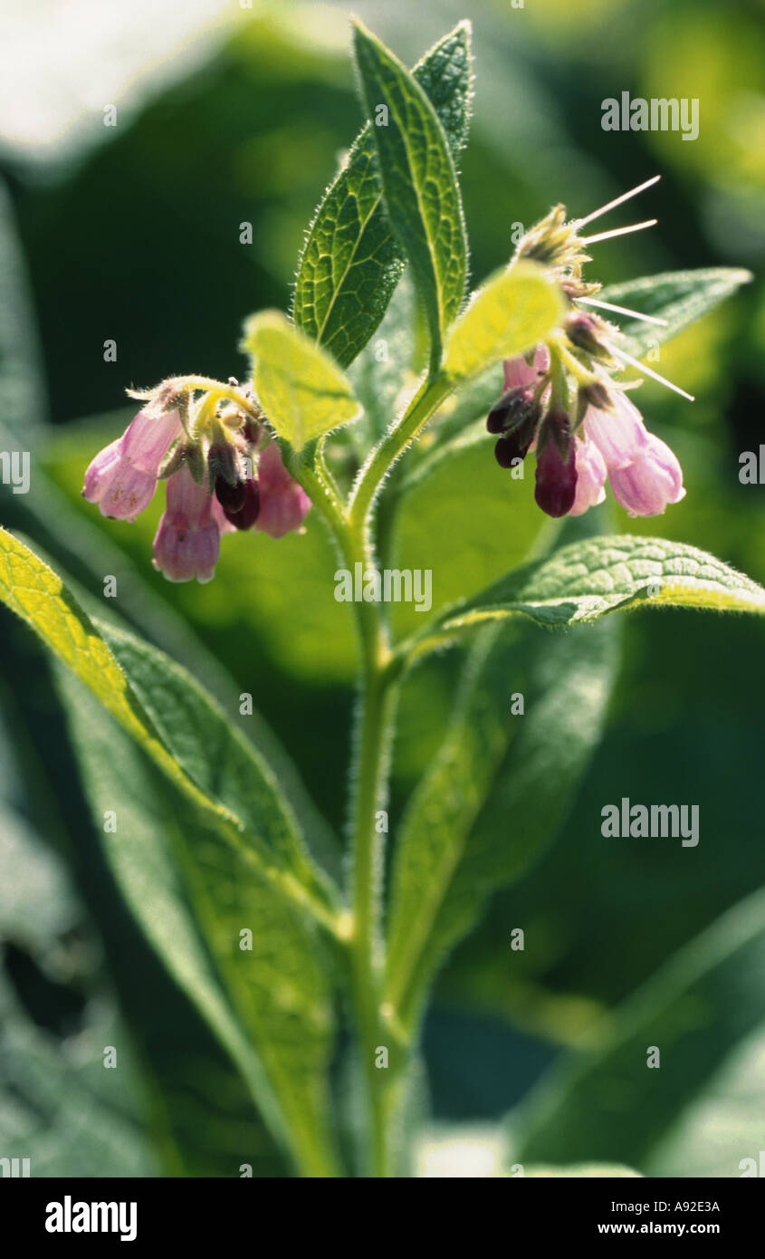 Saatgut Echter Beinwell (Symphytum Officinale) Comfrey