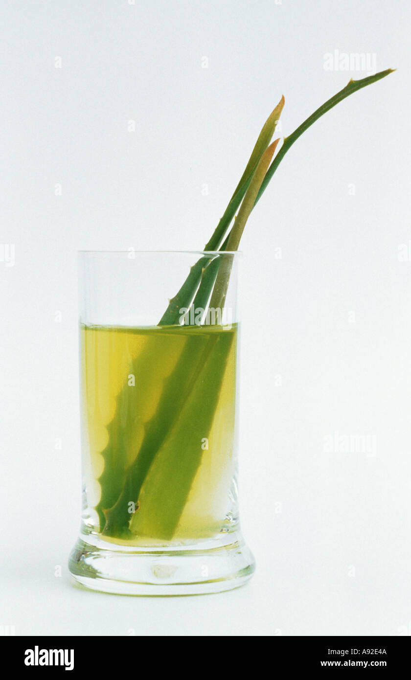 Medicinal plant Aloe Vera juice Stock Photo Alamy