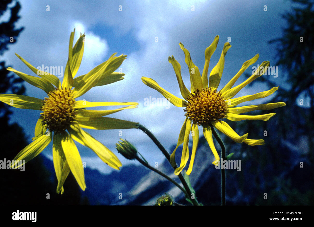 Medicinal plant Arnica Montana Stock Photo Alamy