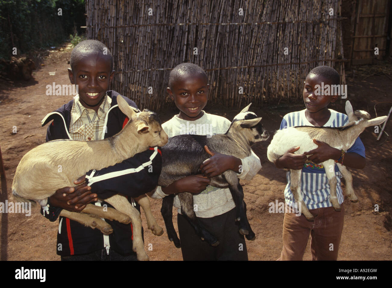 Orphans with goats near Butare Rwanda Africa Stock Photo