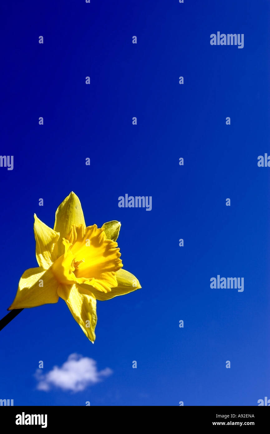 Lone daffodil flower hires stock photography and images Alamy