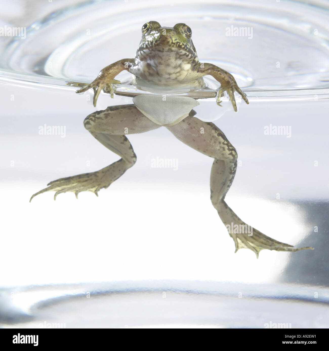 Close-up of a frog swimming in a water tank Stock Photo