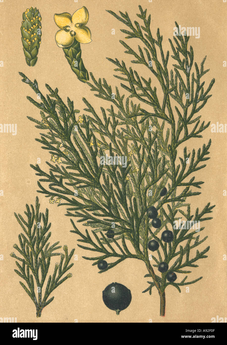 Medicinal plant Juniperus Sadebaum historical picture Stock Photo