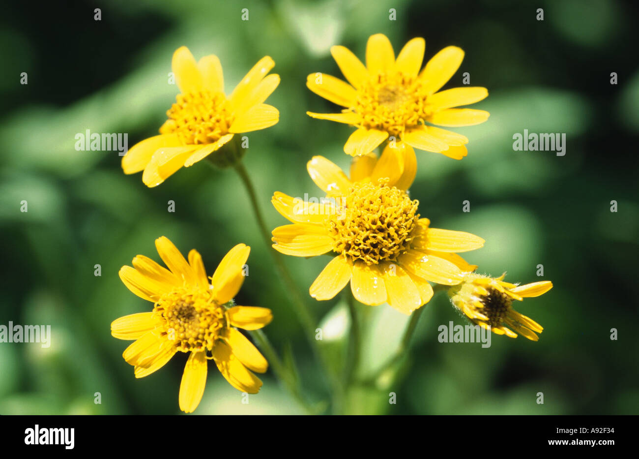 Medicinal plant Arnica montana Stock Photo Alamy