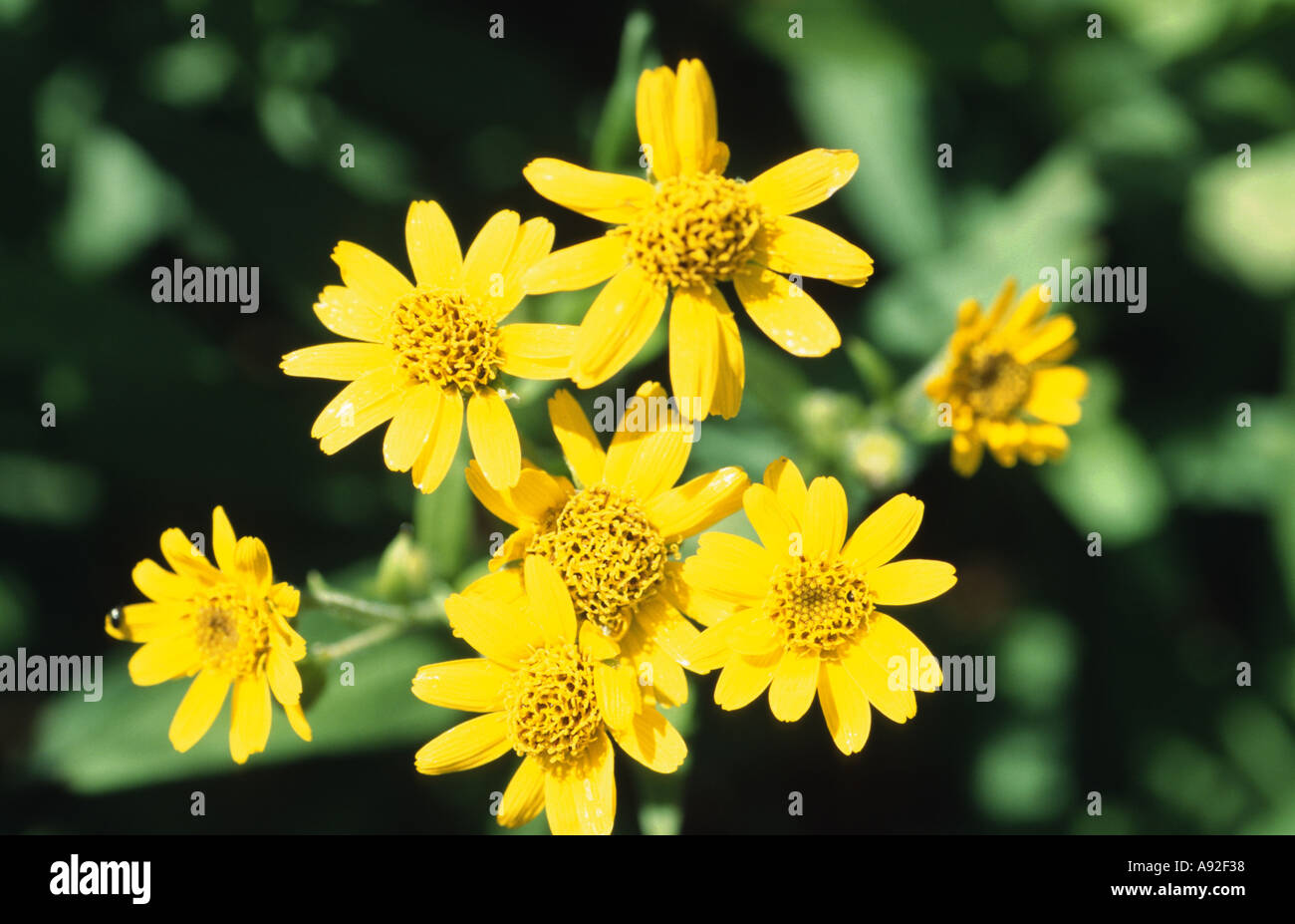 Medicinal plant Arnica montana Stock Photo Alamy