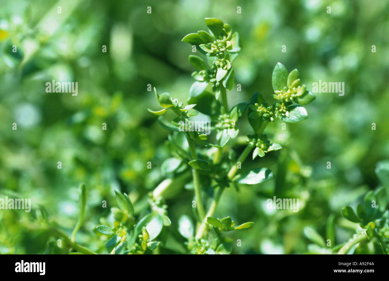 Herniaria glabra Rupture wort medicinal plant Stock Photo