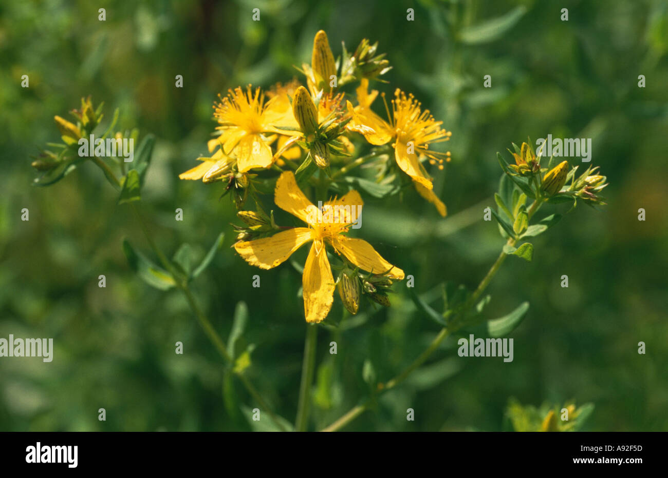 St John's wort, Hypericum perforatum, also known as Tipton's weed