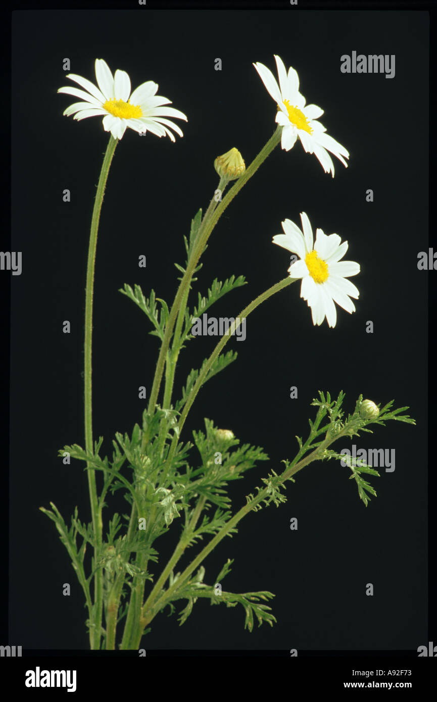 Medicinal plant Matricary Matricaria recutita wilde Kamille Stock Photo — free download