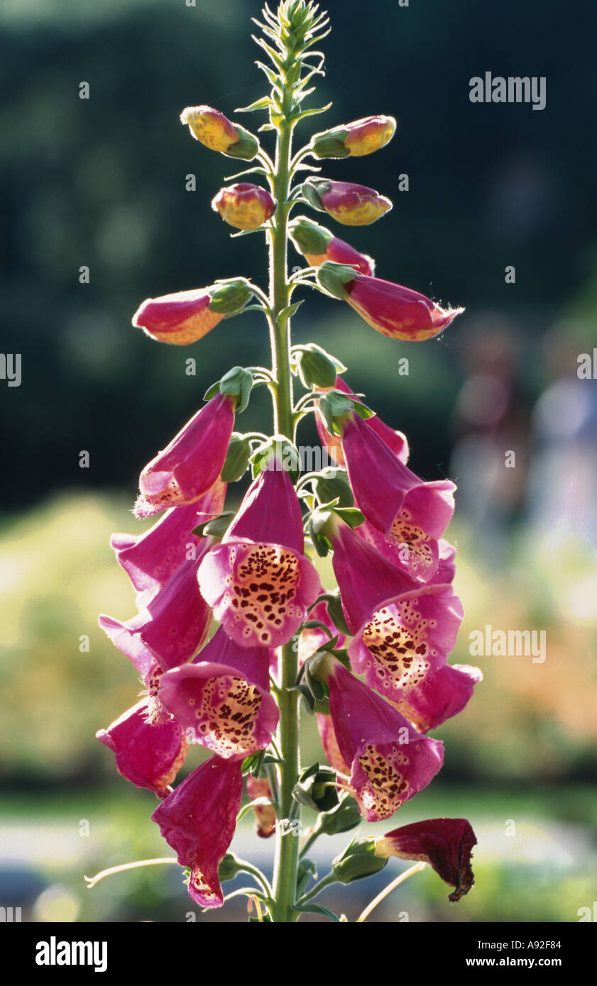 Medicinal plant Foxglove Digitalis purpurea Fingerhut Stock Photo - Alamy