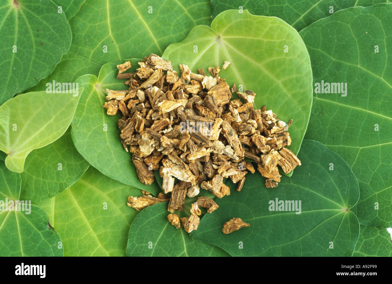 Kawa Kawa Piper methysticum Kava Kava Rauschpfeffer Medicinal plant