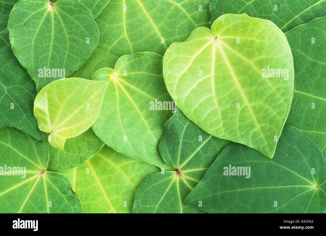Kawa Kawa Piper methysticum Kava Kava Rauschpfeffer Medicinal plant