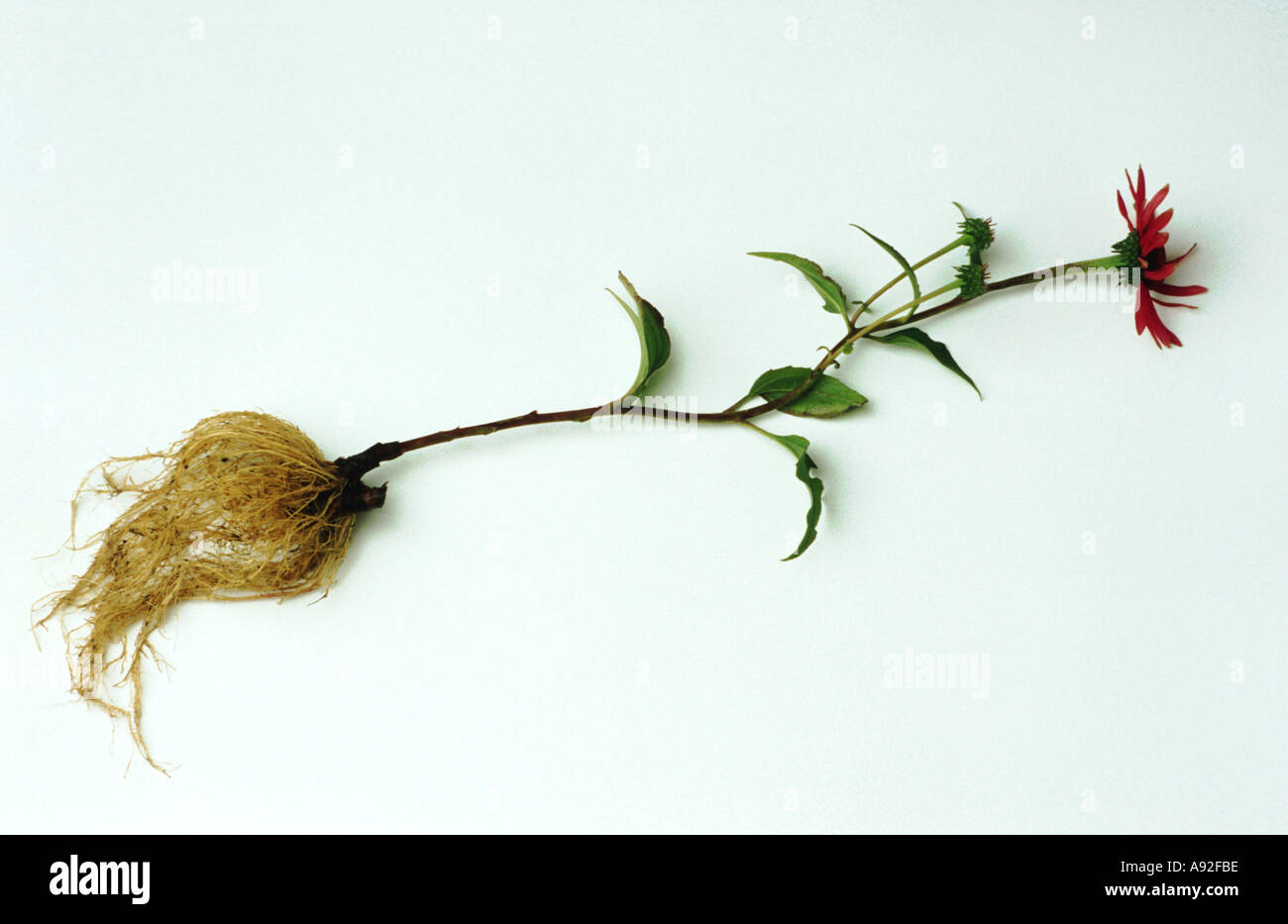Echinacea plant with root hires stock photography and images Alamy