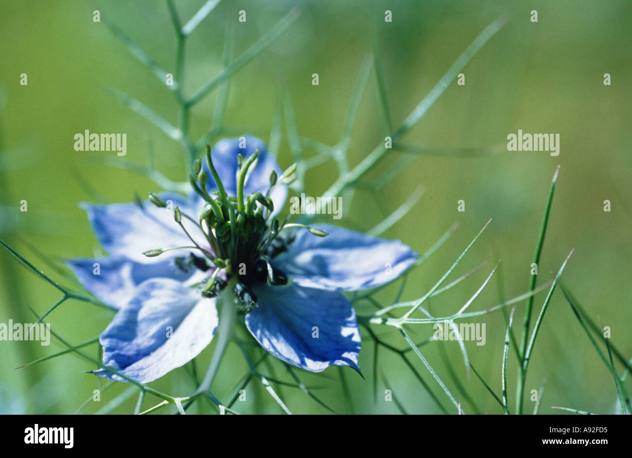 white flower seeds Fama White Pincushion Flower Seeds