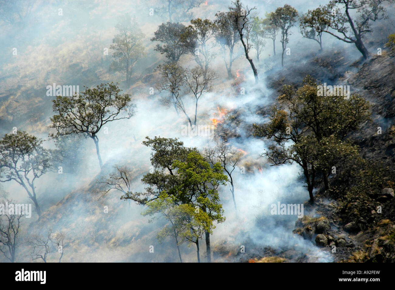 Forest fire trees smoke Jagat Annapurna Region Nepal Stock Photo