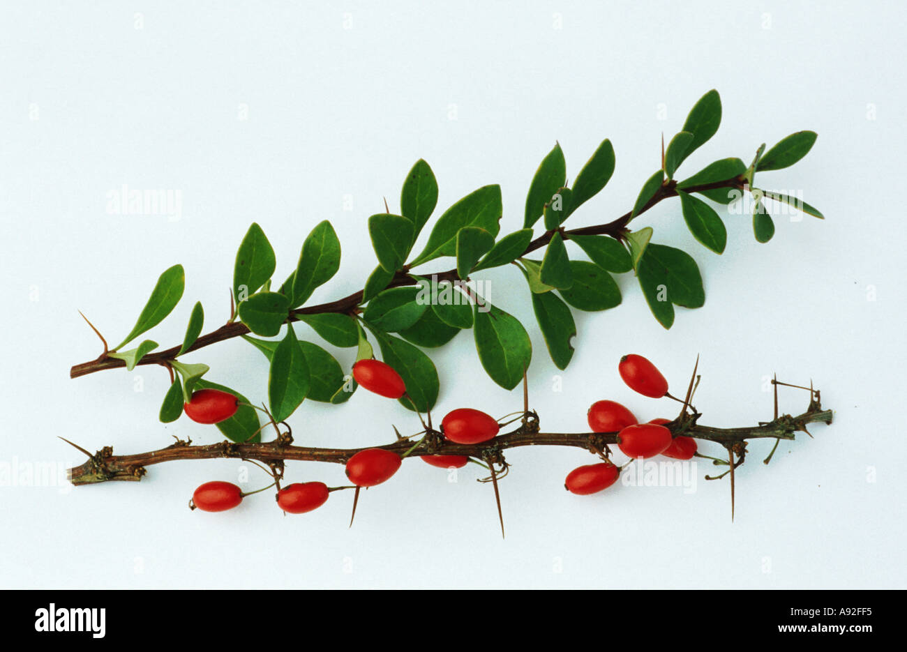 Medicinal plant Berberis vulgaris Barberry Berberitze twig with fruits and leaves Stock Photo