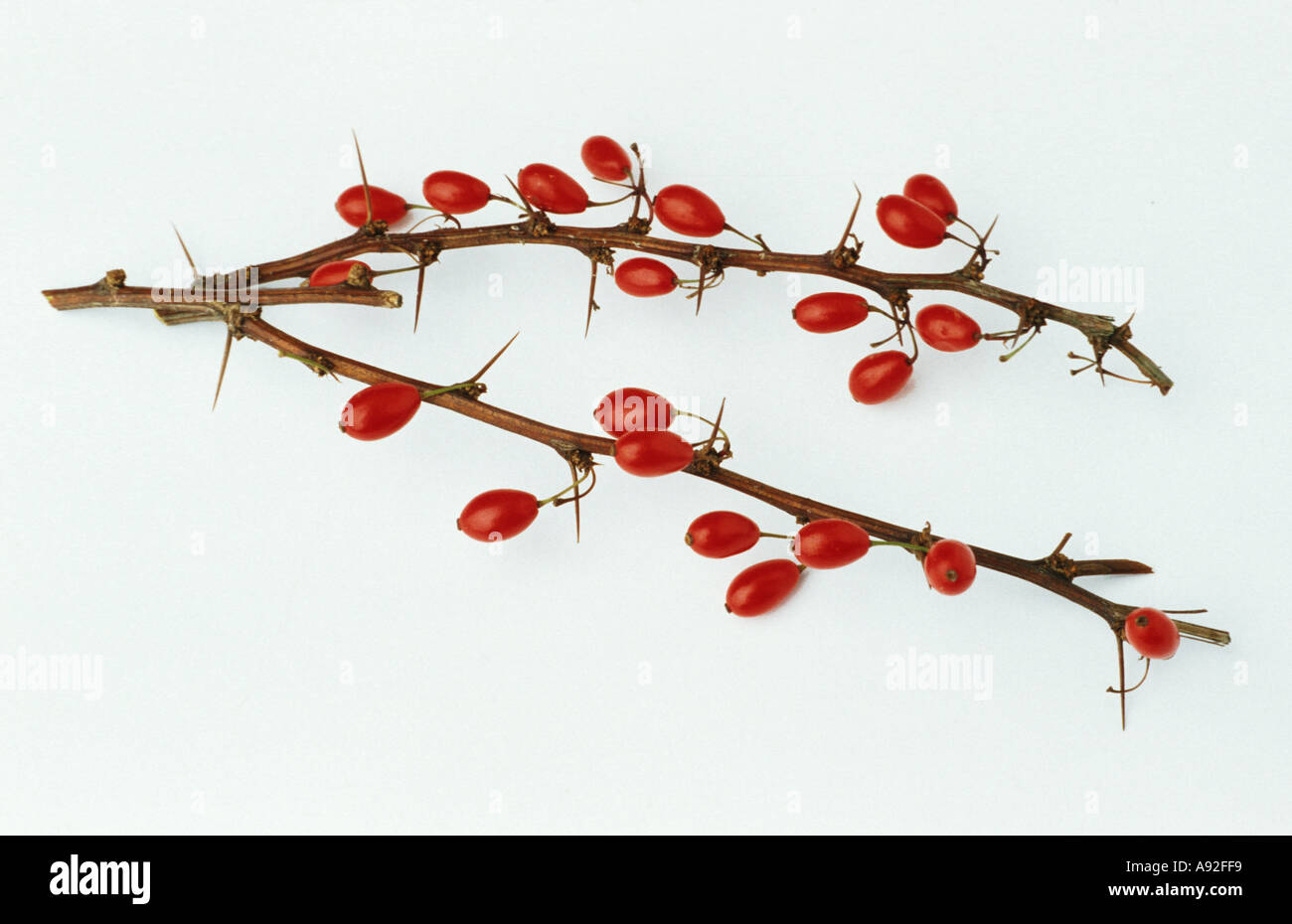 Medicinal plant Berberis vulgaris Barberry Berberitze twig with fruits Stock Photo