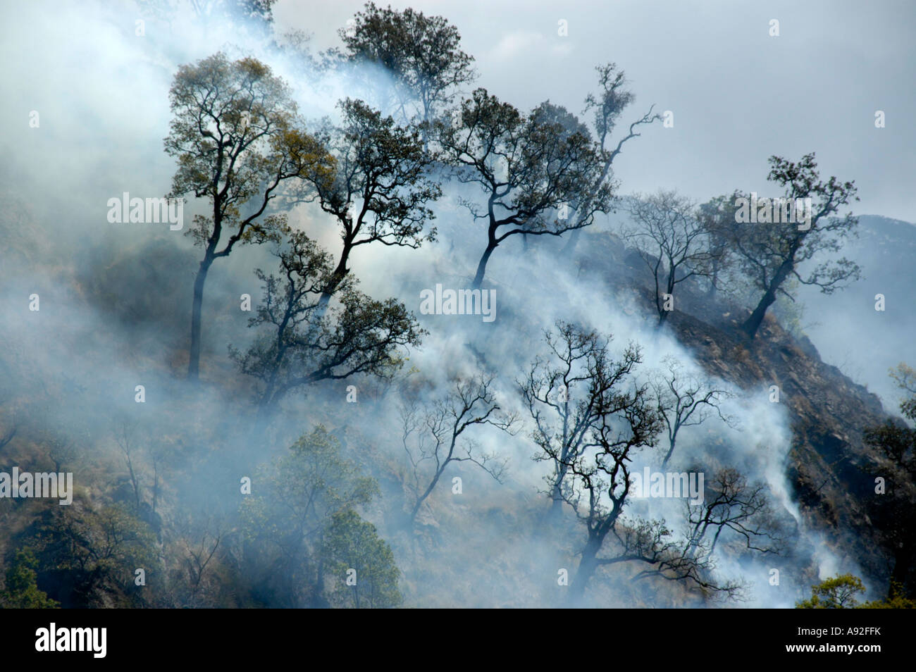 Forest fire trees with smoke Jagat Annapurna Region Nepal Stock Photo