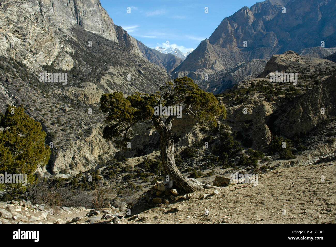 Mountain scenery with juniper tree Jhunum Nar-Phu Annapurna Region ...