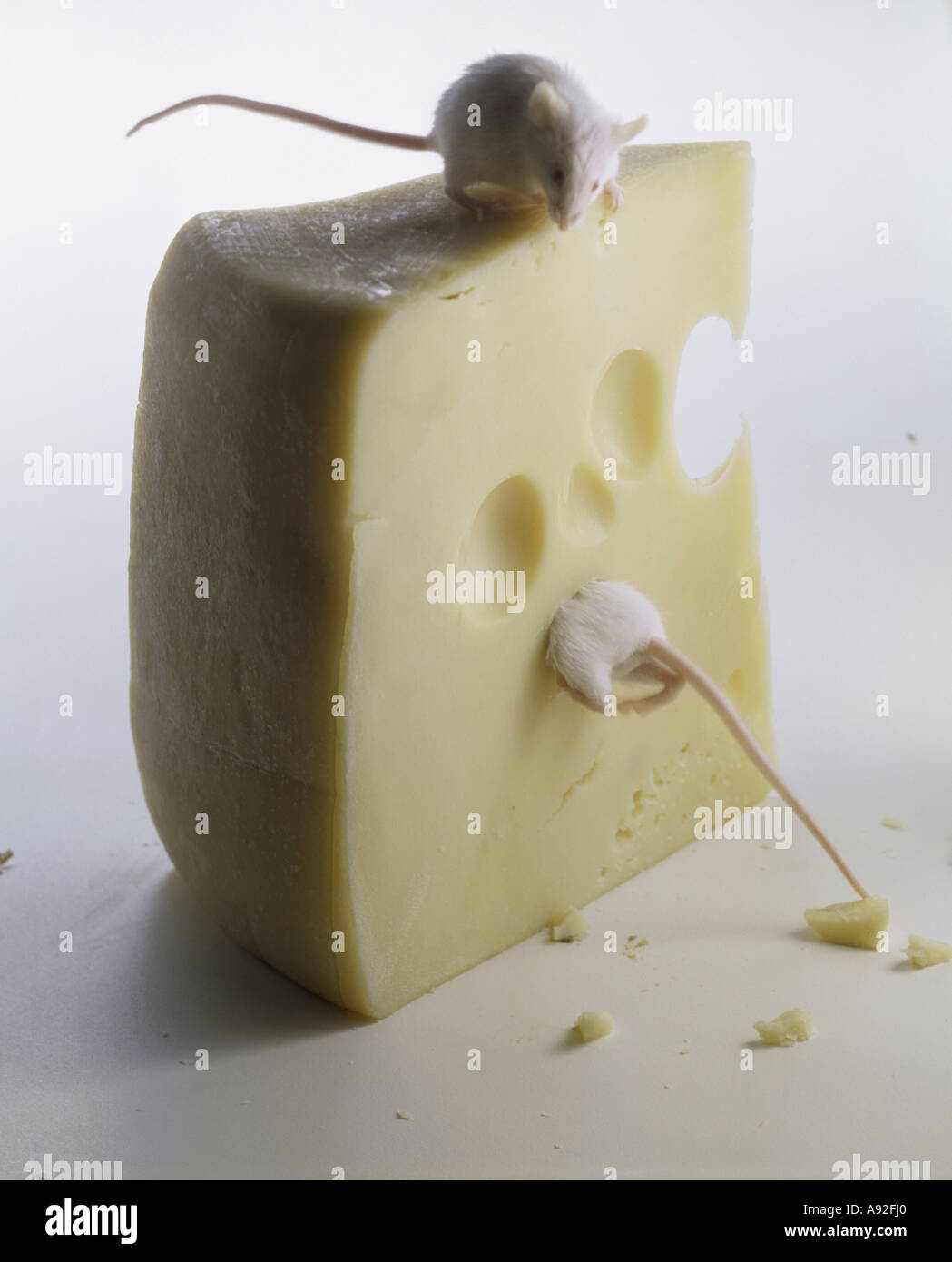 Two mice and cheese hires stock photography and images Alamy