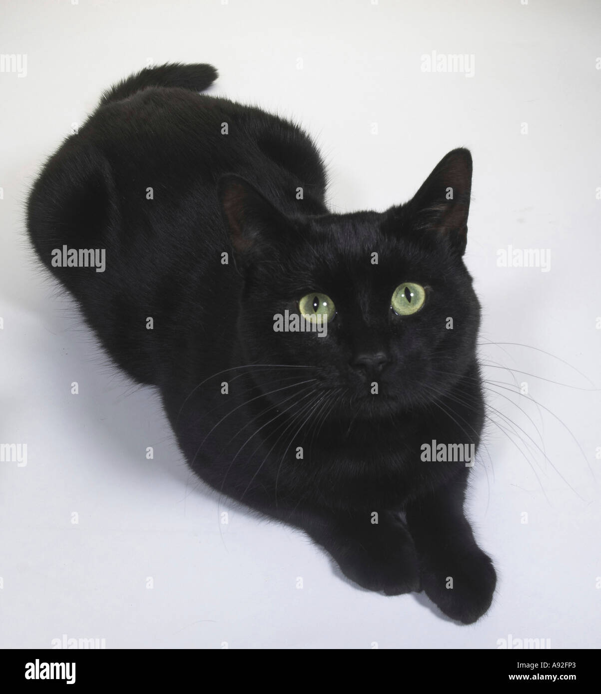 Close-up of a Black cat lying down Stock Photo - Alamy