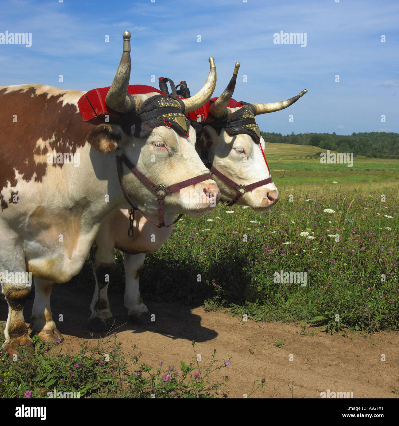 Oxen Stock Photo