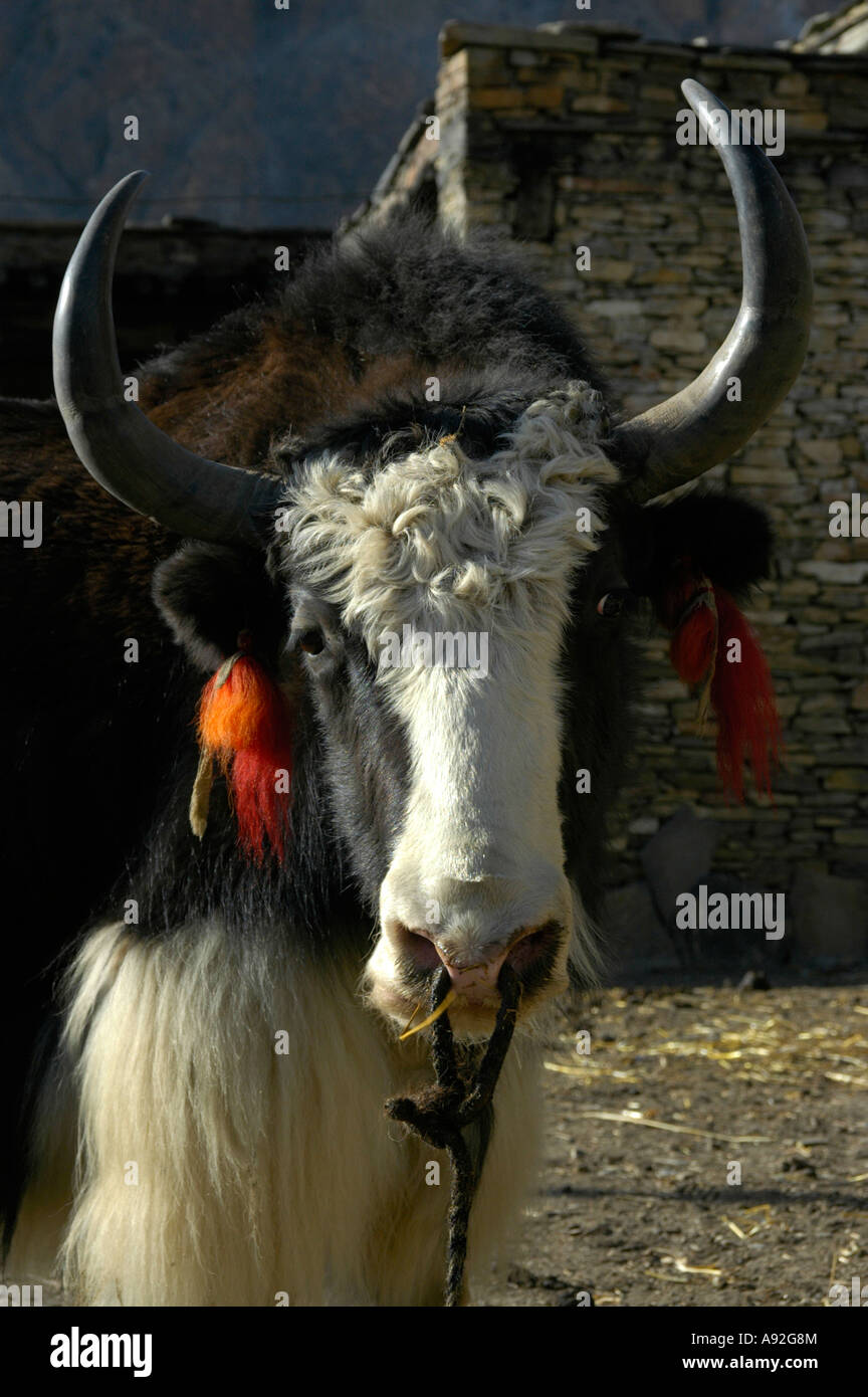 Head of a yak with red tassels hanging from its ears Nar Nar-Phu Annapurna Region Nepal Stock Photo