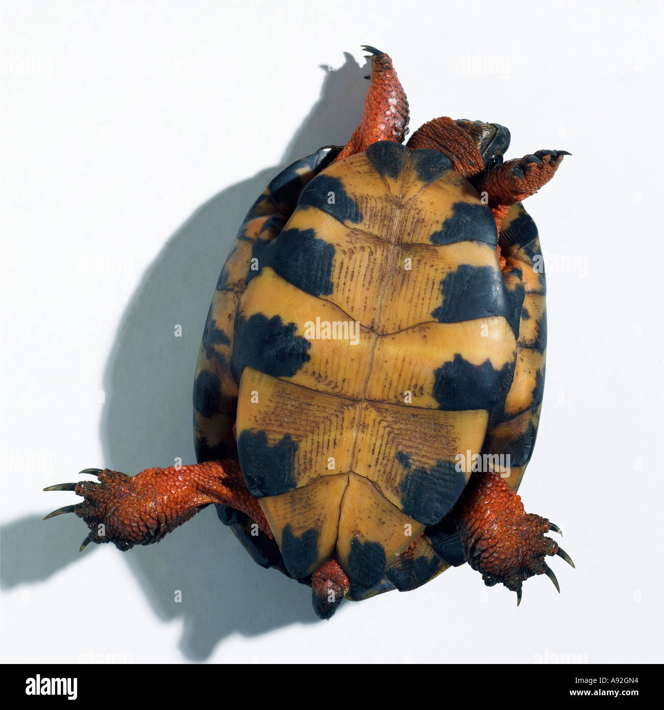 Close-up of a tortoise upside down Stock Photo