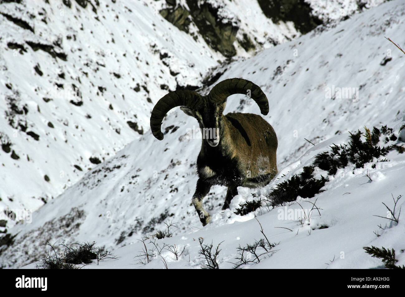 Himalayan animals hi-res stock photography and images - Alamy