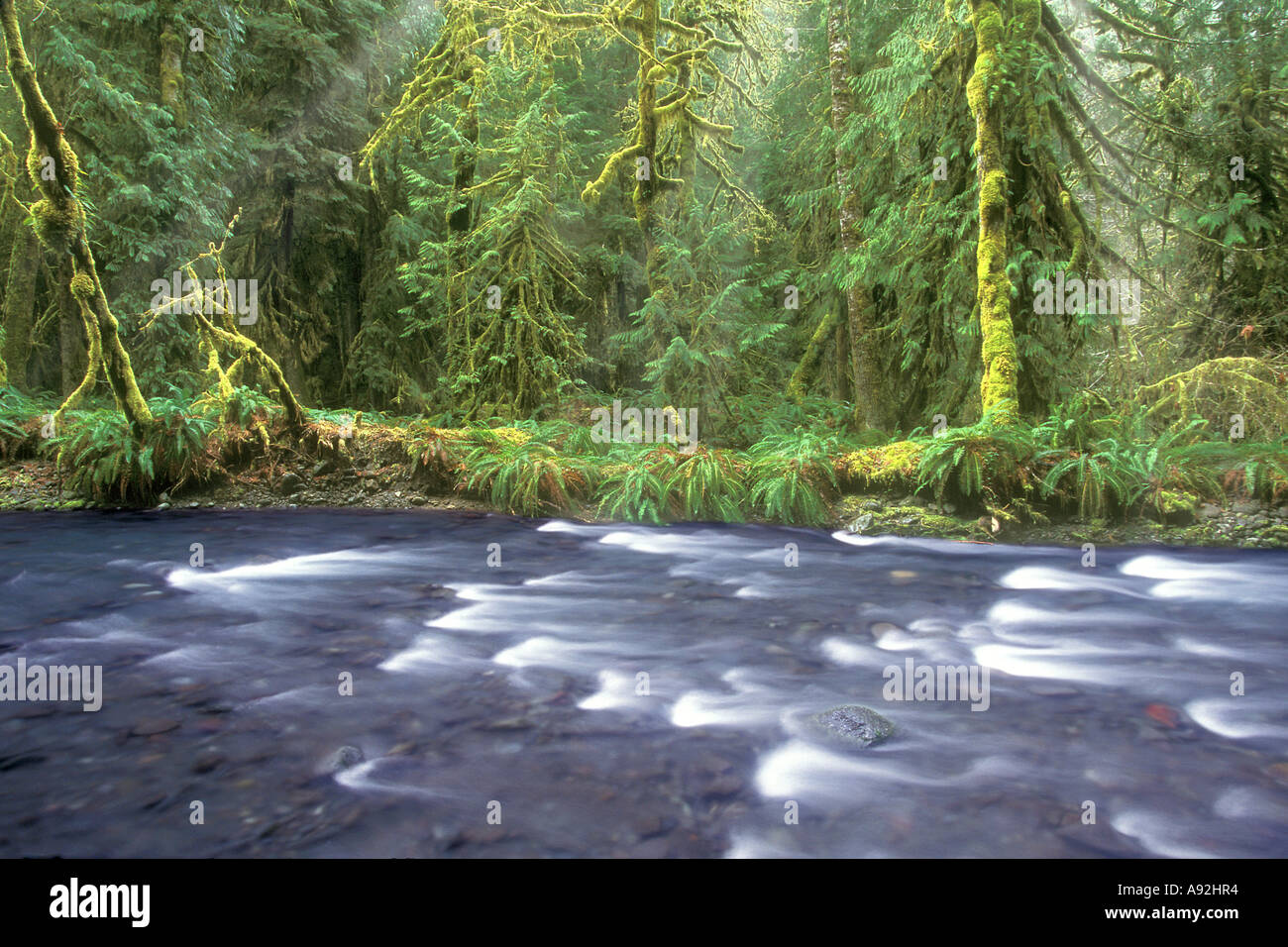 Barnes Creek  Olympic National Park  Washington  USA Stock Photo