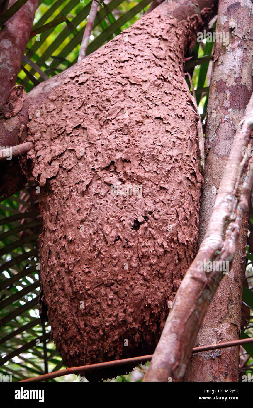 Amazon termite nest hires stock photography and images Alamy