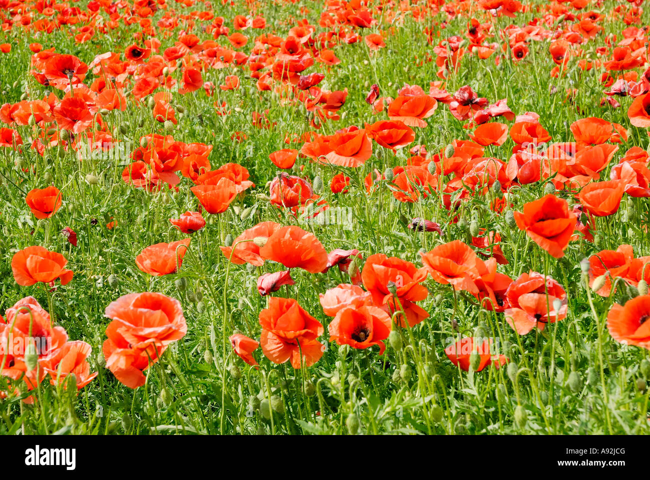 Fallow field sparkled red by poppy flowers, papaver rhoeas L; Papaveraceae swaying in the wind Stock Photo