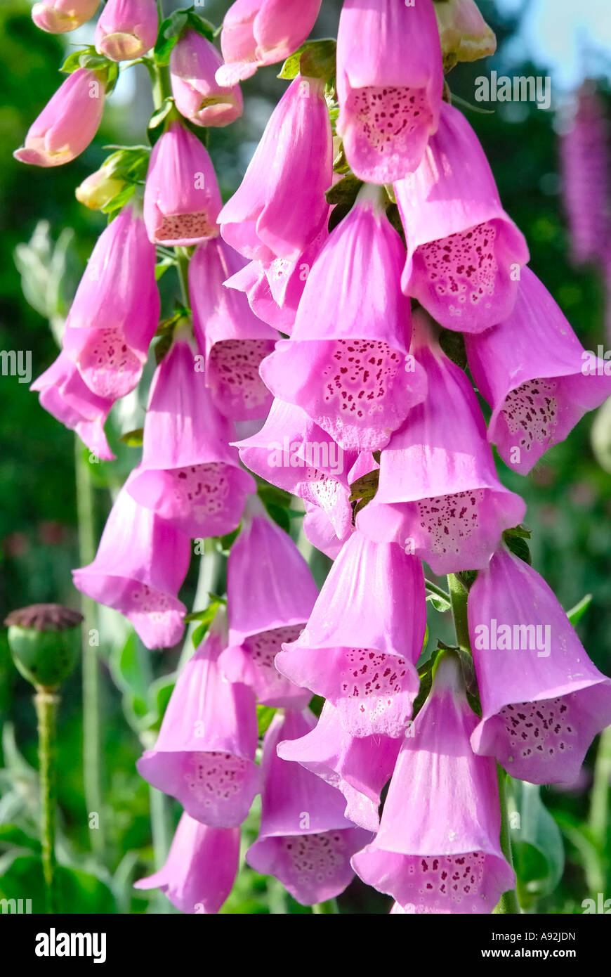 Flowers of red foxglove, digitalis purpurea; Scorphulariaceae Stock