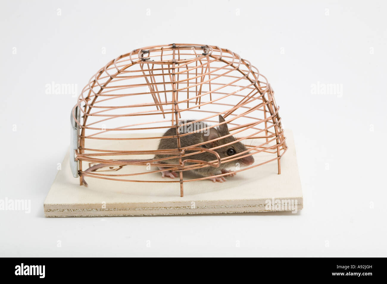 House mouse (mus musculus) in a trap Stock Photo