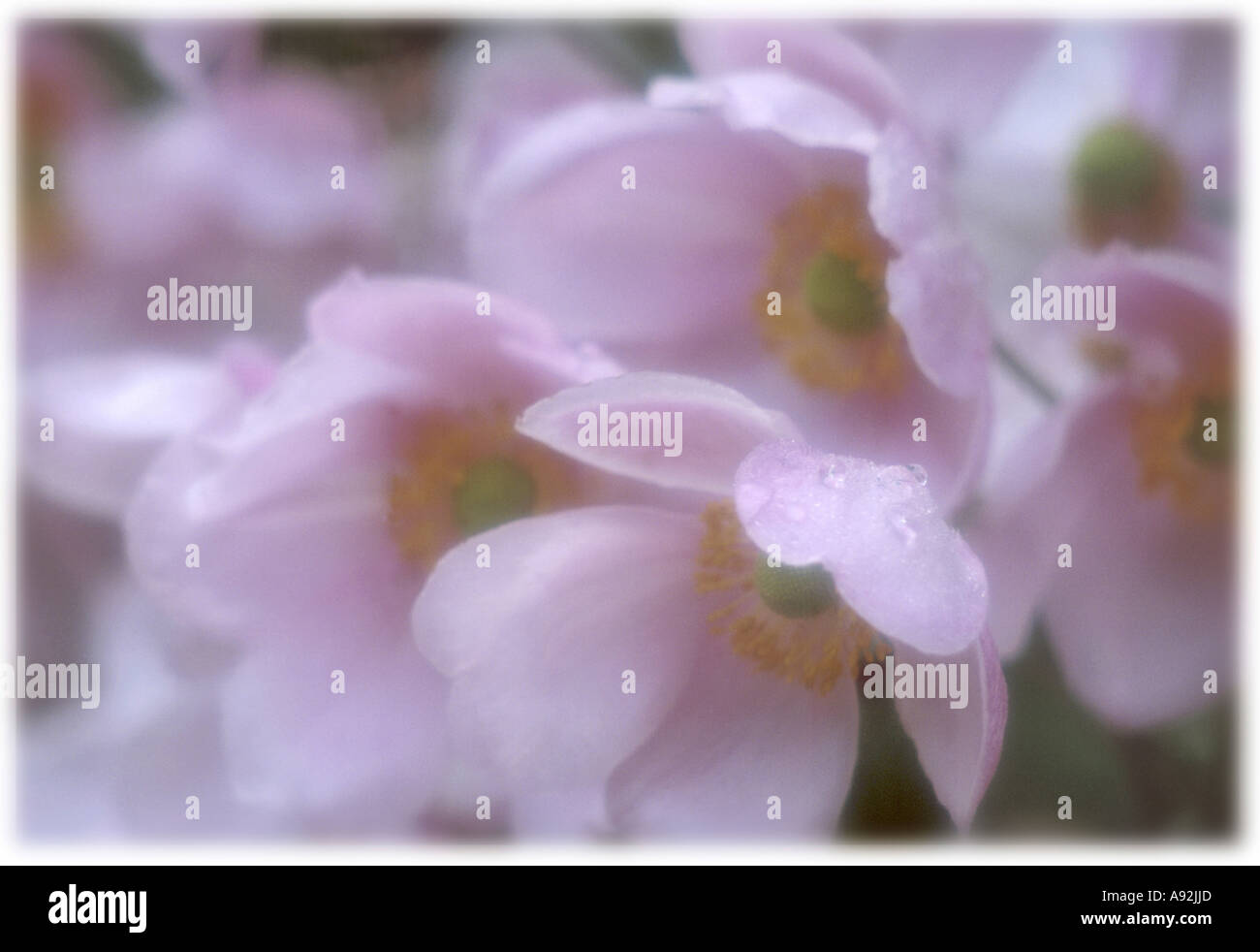 Japanese Anemones Stock Photo