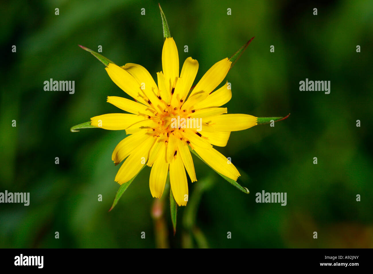 tragopogon-pratensis-high-resolution-stock-photography-and-images-alamy