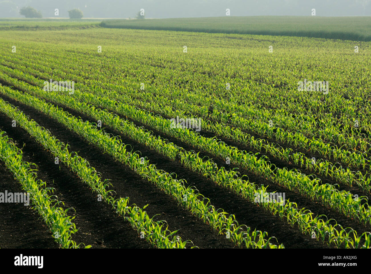 Fields in early hazy morning Stock Photo
