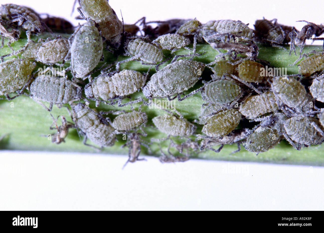 Broccoli Fly Community garden Cut Out Stock Images & Pictures - Alamy