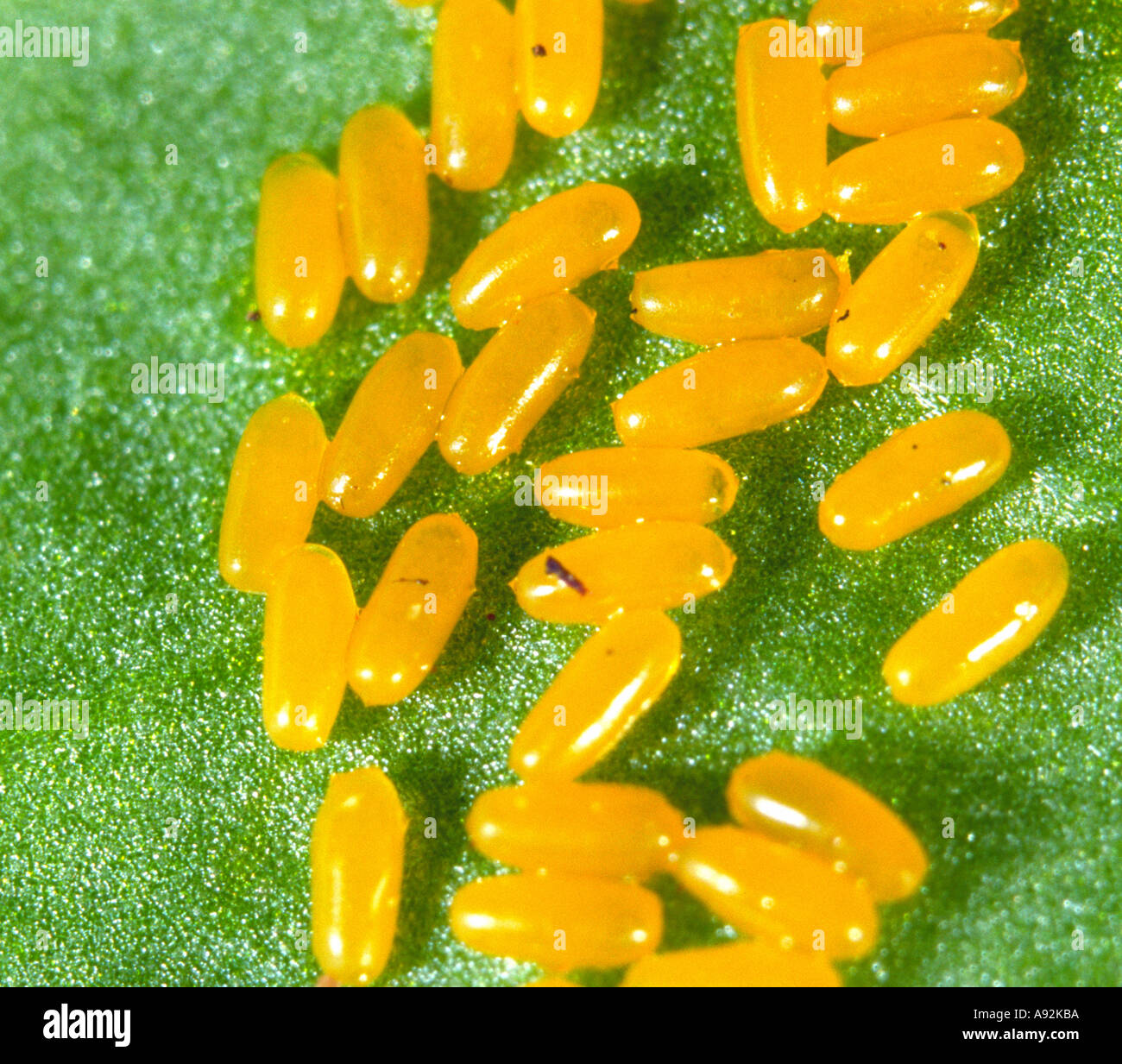 Aphid Egg High Resolution Stock Photography and Images Alamy