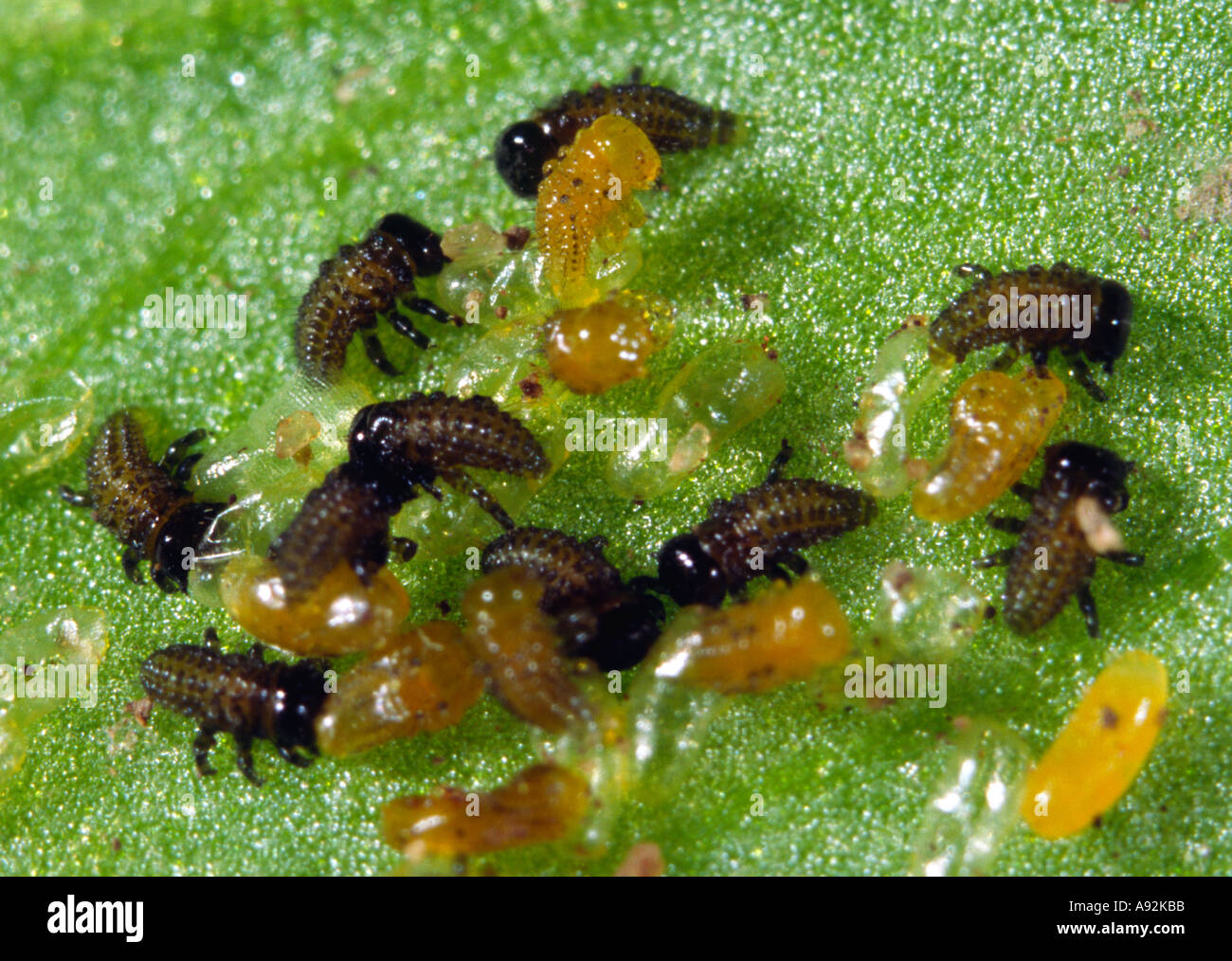 Ladybird larvae hatching from eggs Stock Photo Alamy