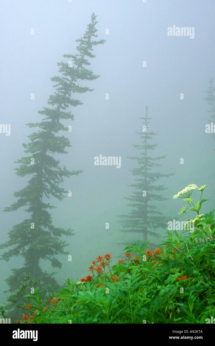 Hill covered with trees hi-res stock photography and images - Alamy