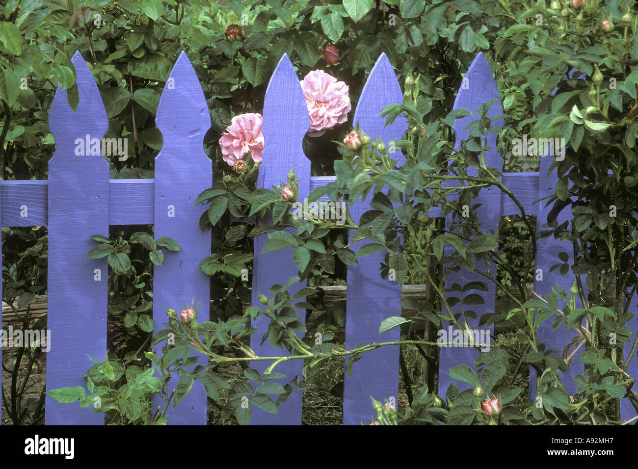 Picket fence gate hi-res stock photography and images - Alamy