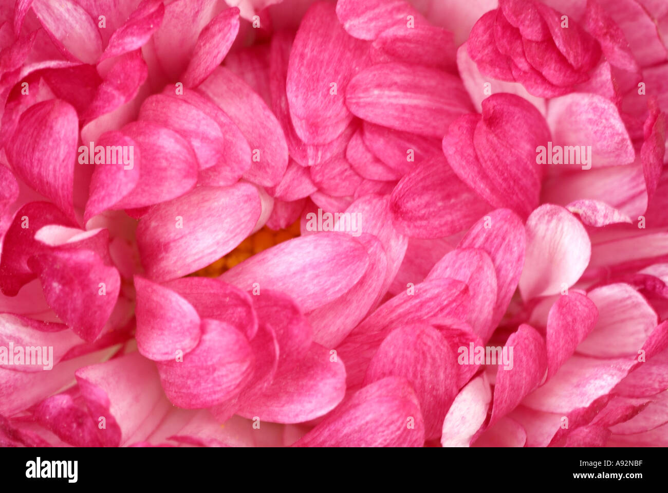 Pink Petals of Bellis Perennis, Close Up Stock Photo