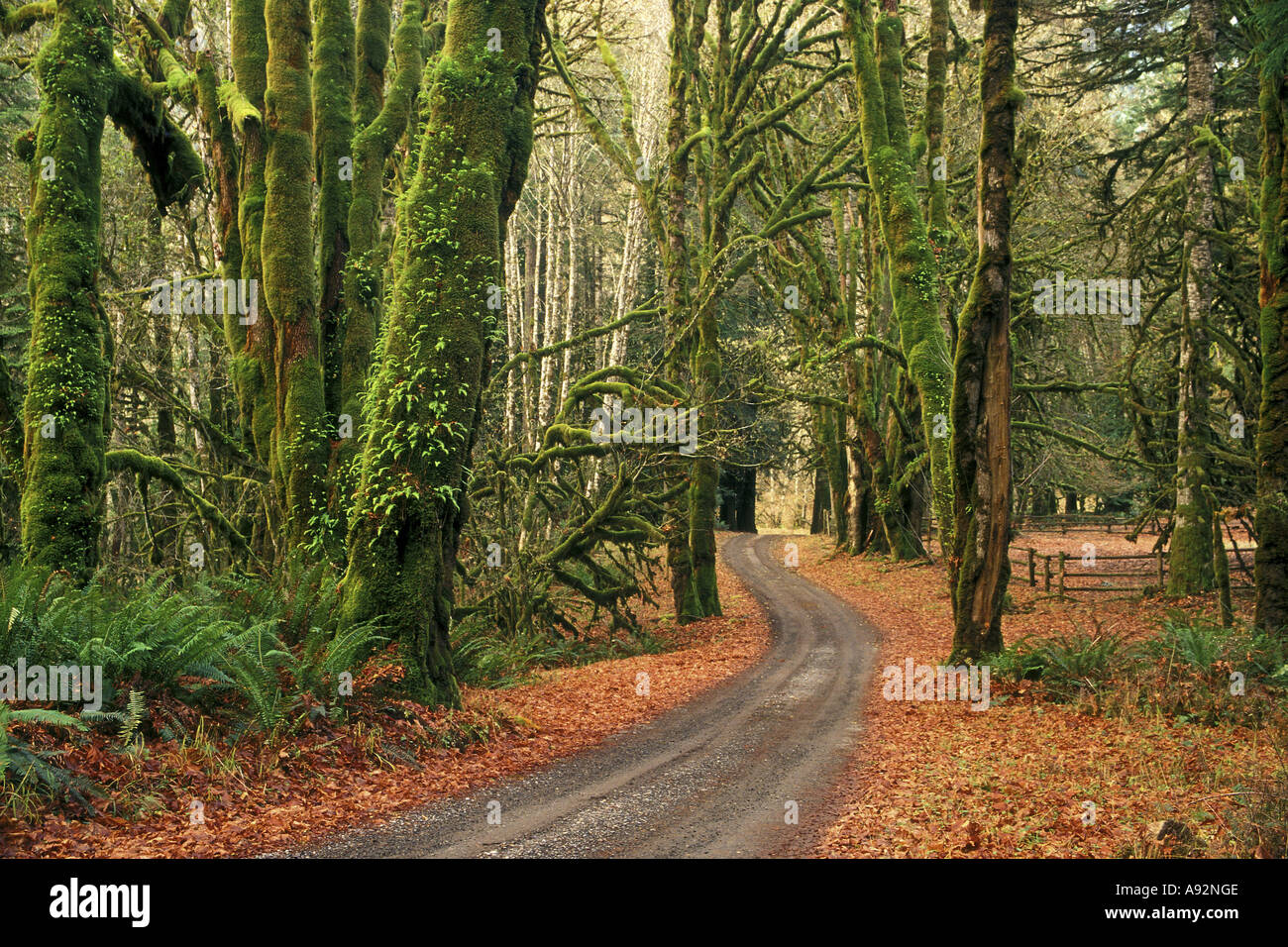 Olympic National Park  Washington  USA Stock Photo