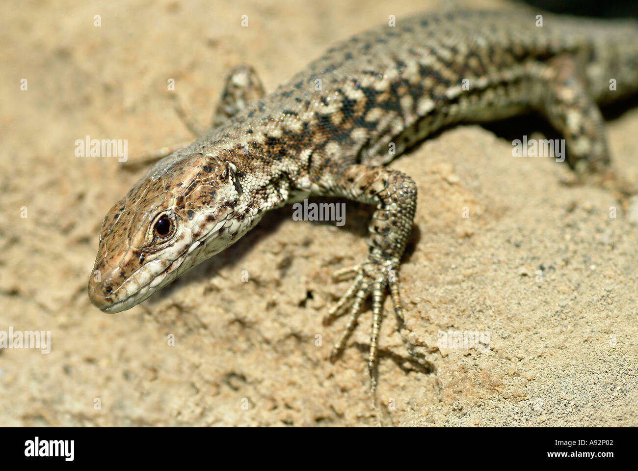 Lizard, Close Up. Stock Photo